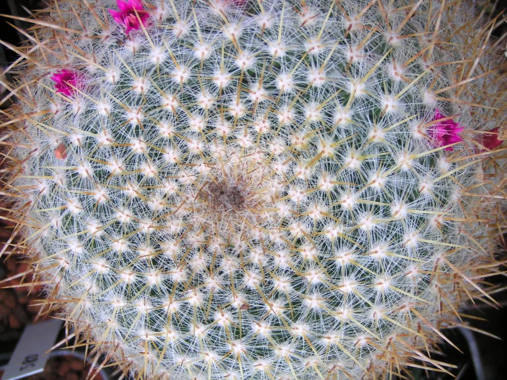 Mammillaria muehlenfortia